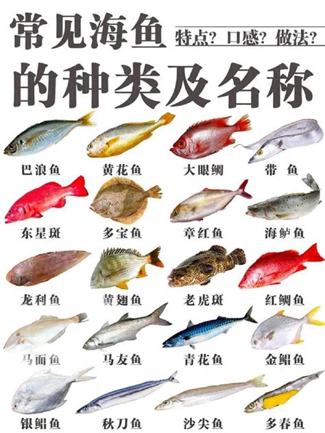 魚種類